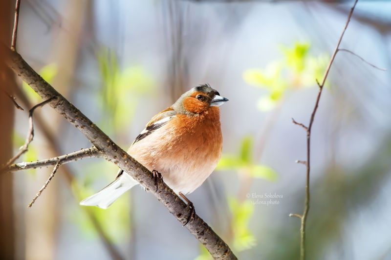 зяблик, птицы, весна Зяблик фото превью
