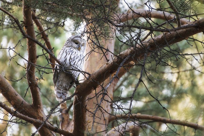 сова, красноярск, неясыть Неясытьphoto preview