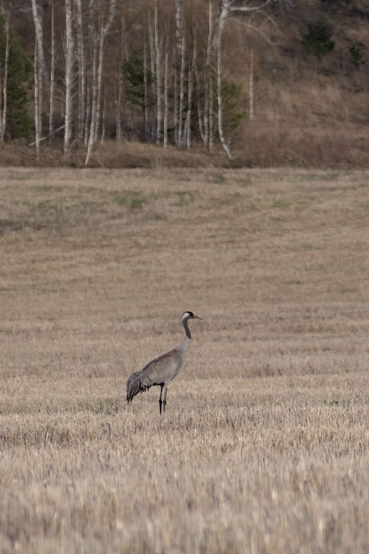 Журавльphoto preview