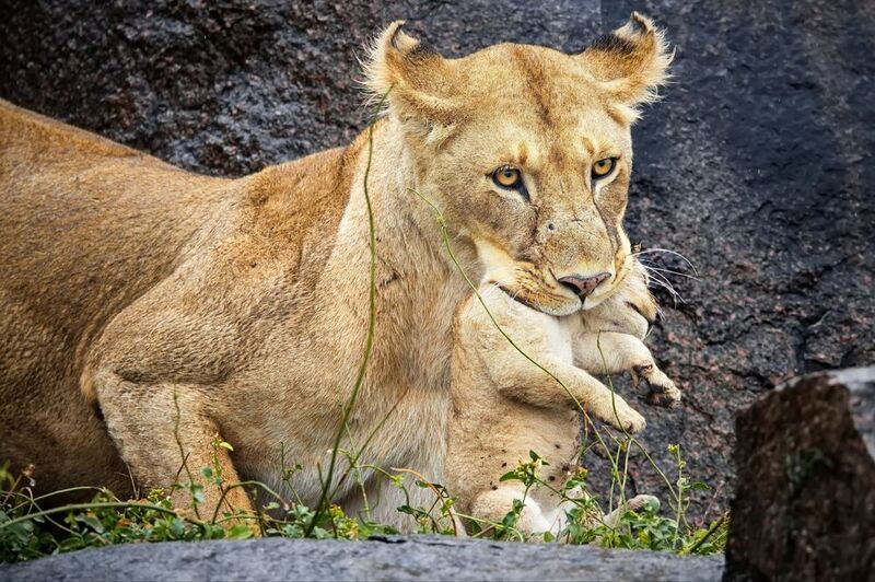 Африканские зарисовкиphoto preview