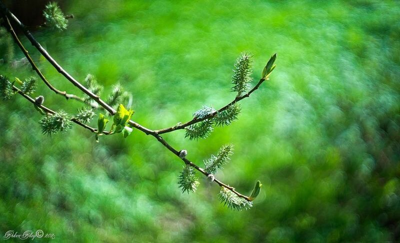 Спектр: Зелёный.photo preview