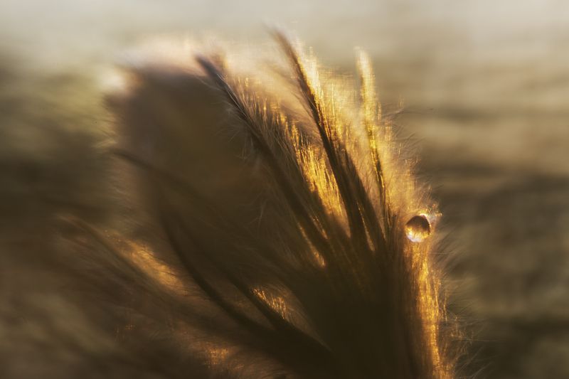 красноярск, первоцветы, сон-трава В свете заходящего солнцаphoto preview