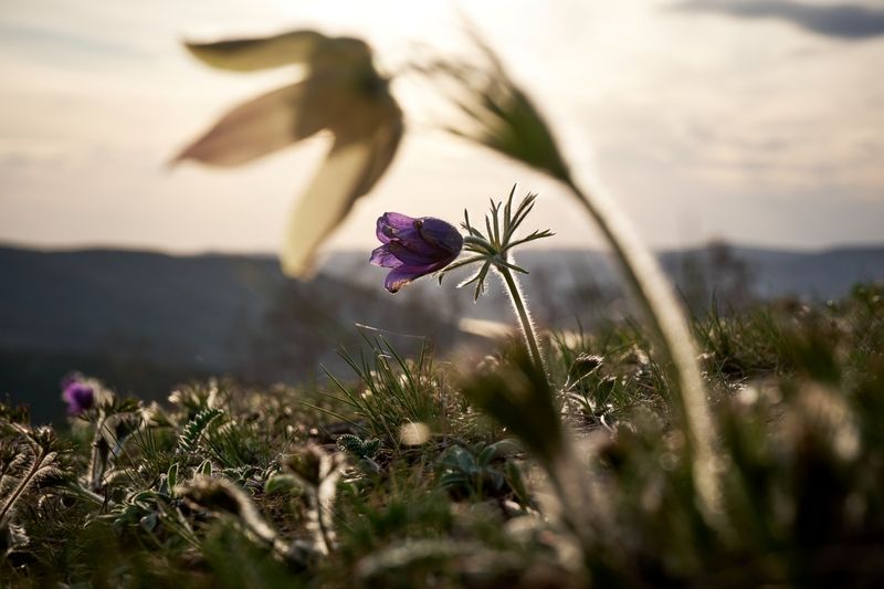 прострел, весна,цветы На одной волнеphoto preview