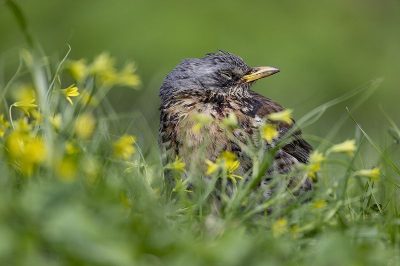 дрозд, рябинник, птицы Весенний сон рябинникаphoto preview
