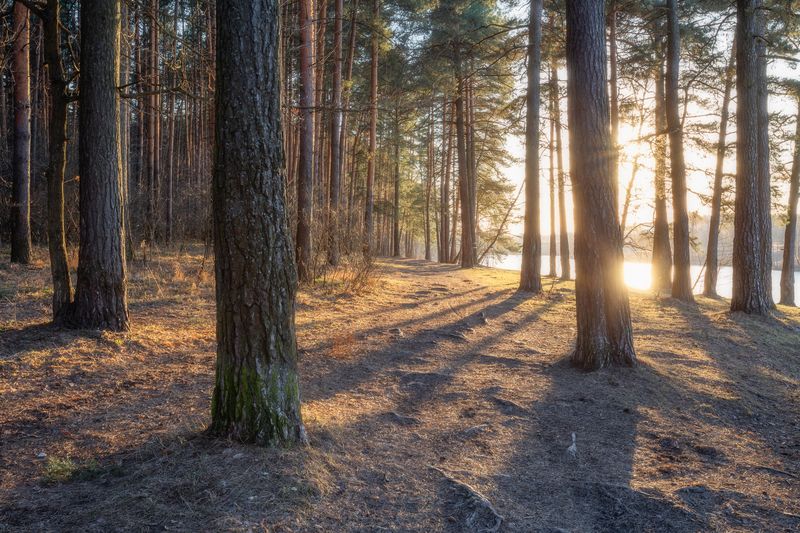 природа, закат, пейзаж, лесной пейзаж, весна photo preview