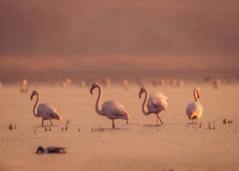 большие, фламинго, птицы, рассвет, озеро, природа, greater, flamingos, birds, sunrise, nature, lake На рассвете.photo preview