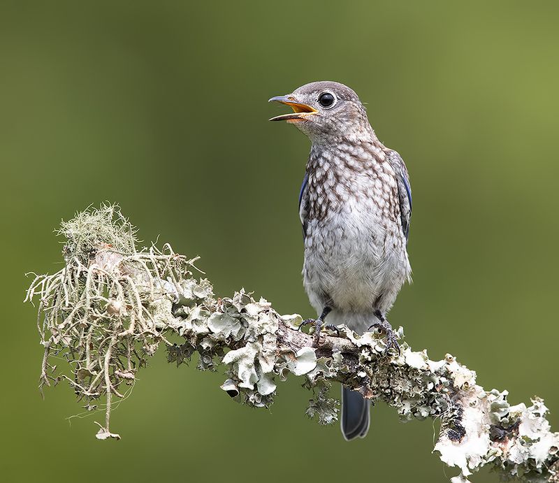 восточная сиалия, eastern bluebird, bluebird, spring, весна juvenile. Bluebird - cлеток, Восточная сиалияphoto preview