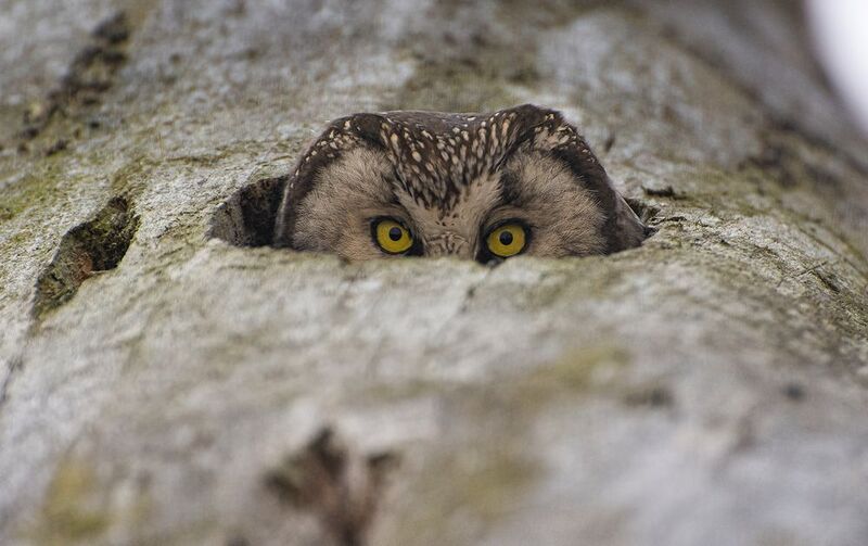 Глаза из дерева :)photo preview