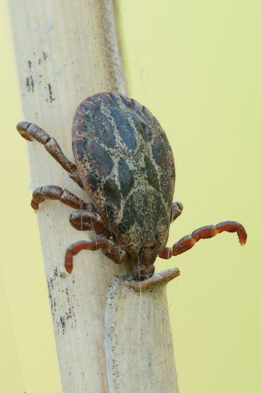 Луговой клещ (Dermacentor reticulatus)photo preview