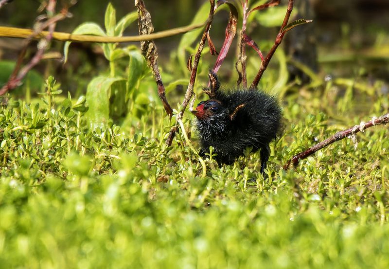 Сейчас полечу...photo preview