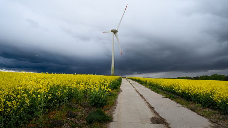 калининград, рапс_цветёт *photo preview