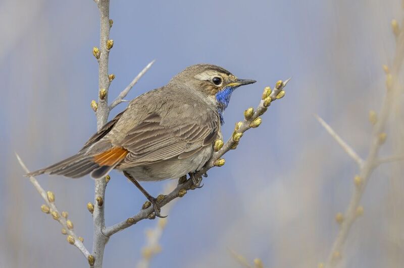 варакушка, птицы Варакушкаphoto preview