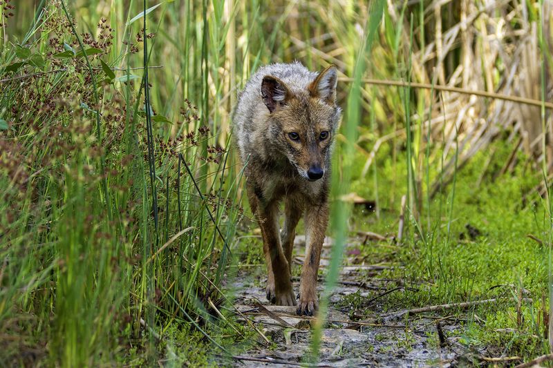 Золотистый шакал.photo preview