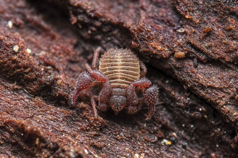 Pseudoscorpion photo preview