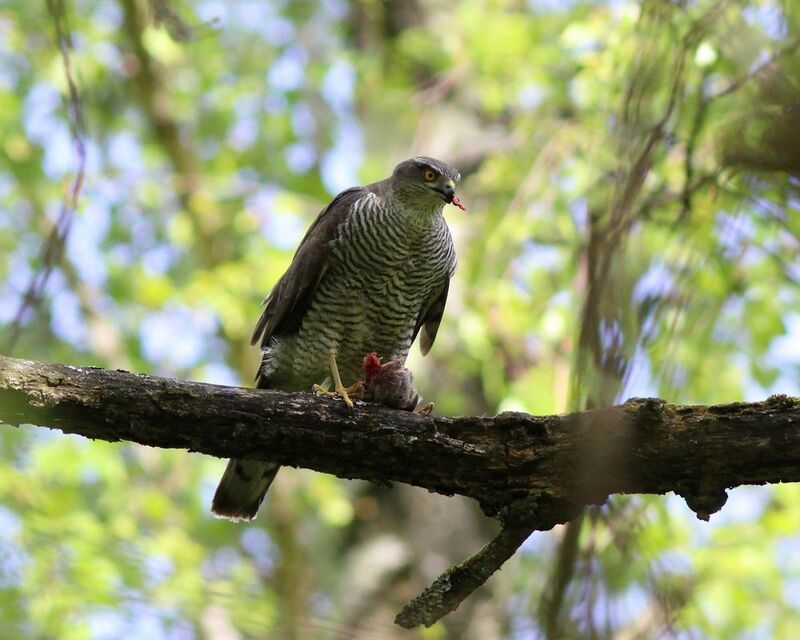 ястреб-перепелятник, ястреб, accipiter nisus, eurasian sparrowhawk, hawk Хищницаphoto preview