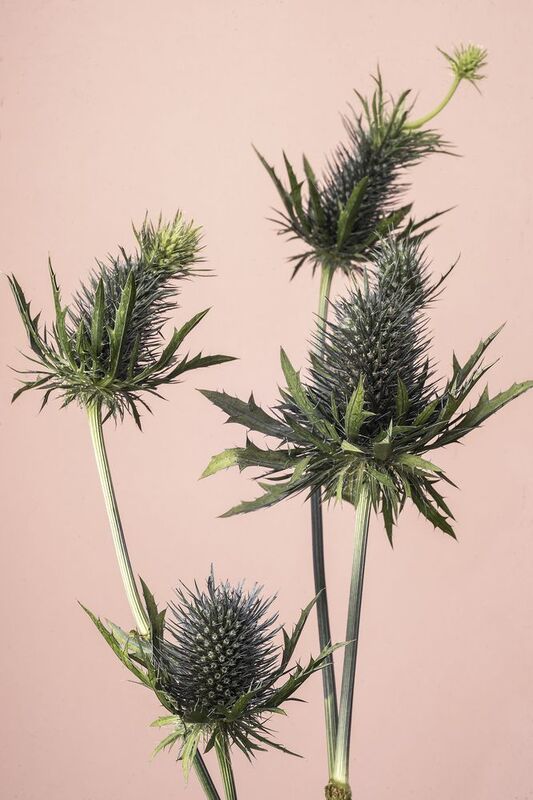 цветы натюрморт колючки Колючкиphoto preview