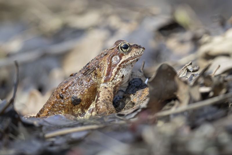 Травяная лягушка,  лягушка Травяная лягушкаphoto preview