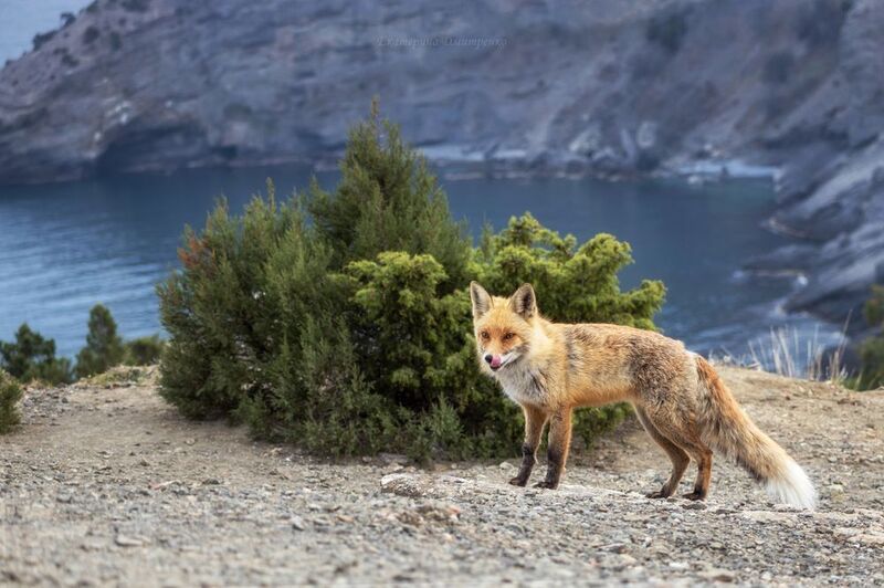 Новосветский лисphoto preview