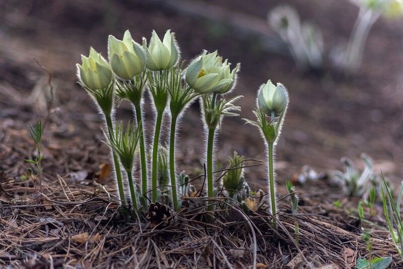 сон - трава ** *photo preview