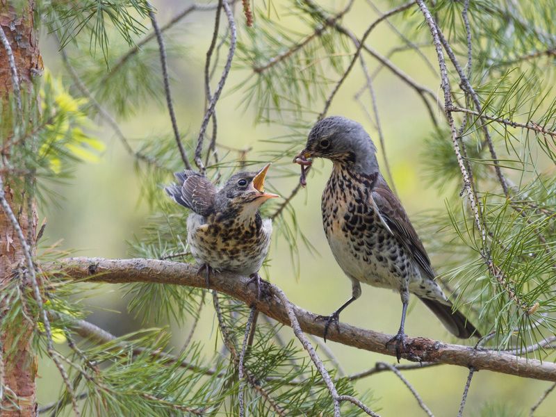 обедphoto preview