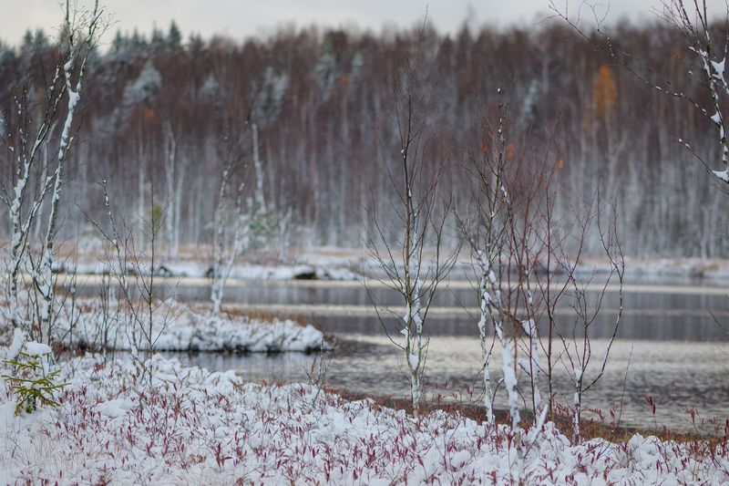 верховое болото, озеро Болотная зарисовкаphoto preview