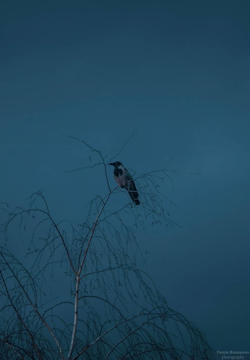 природа,nature, весна,spring, bird, птица, Denis Romanov