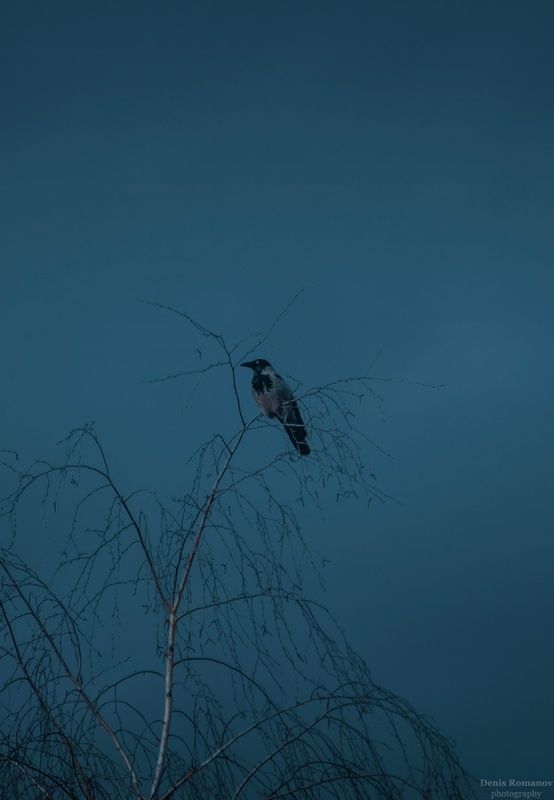 природа,nature, весна,spring, bird, птица photo preview