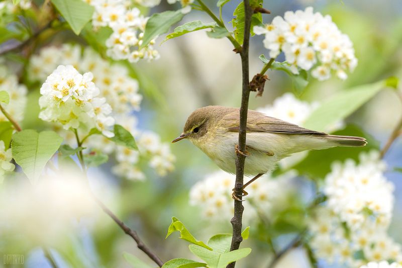 Пеночка-весничка фото превью