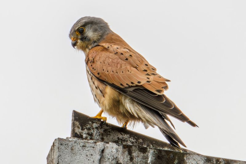 пустельга Пустельга обыкновеннаяphoto preview