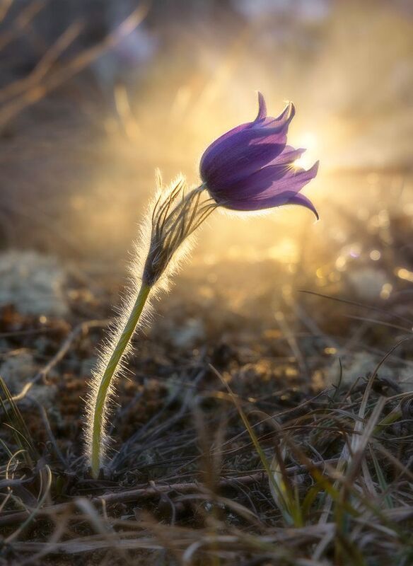 весна, прострелы, солнце, цветы Нежности весны фото превью