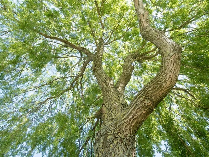 Под ивойphoto preview