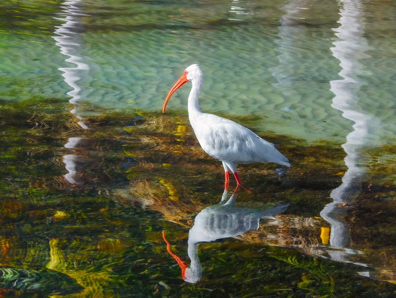 Белый Ибис фото превью