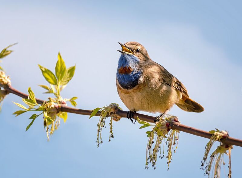птица, варакушка, самец, Варакушка. (самец)photo preview