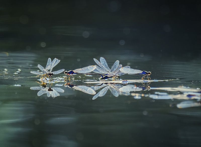 стрекозы,макро,пейзаж,никон Крылатые) фото превью