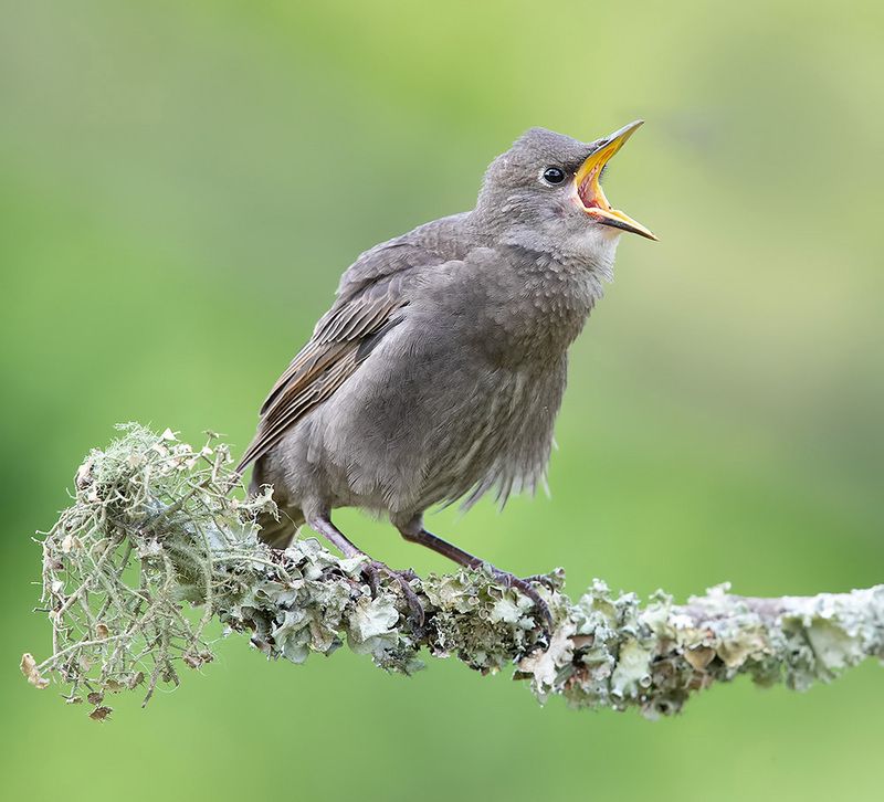 обыкновенный скворец, european starling, скворец, starling, весна, spring juvenile. European Starling - Cлеток. Обыкновенный скворецphoto preview