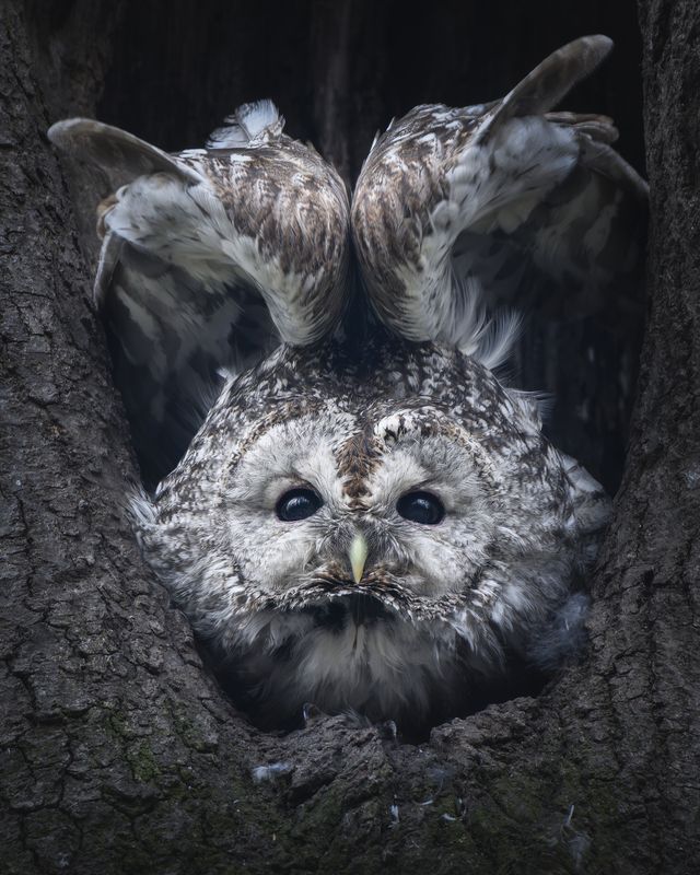 Серая неясыть(Strix aluco) photo preview