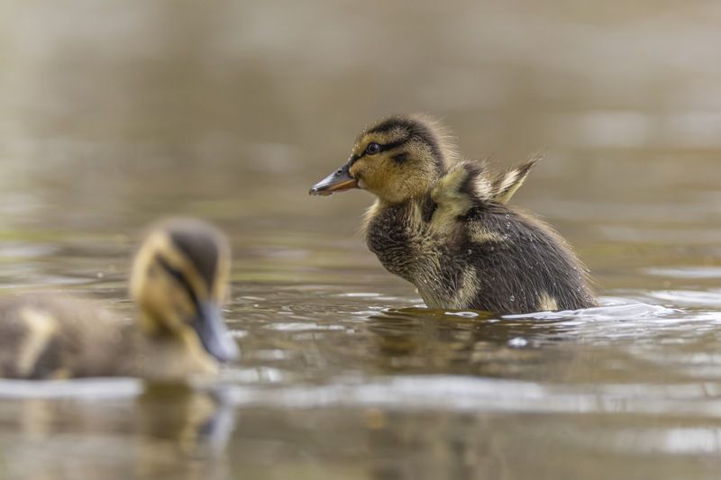 кряква, утка, утенок, птицы photo preview