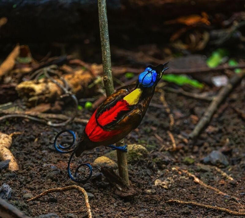 #birds #birds of paradise #wilson\\\\\\\'s bird of paradise Wilson\\\'s bird of Paradisephoto preview