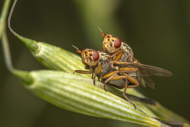 love фото превью