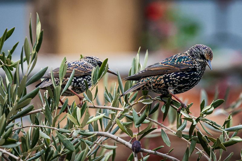 Скворцыphoto preview