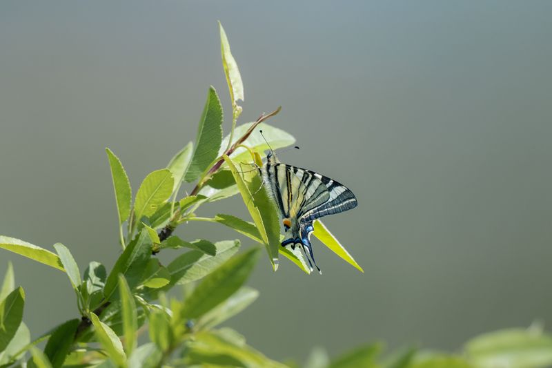 животные, дикая природа, wildlife бабочка butterfly Scarce Swallowtailphoto preview