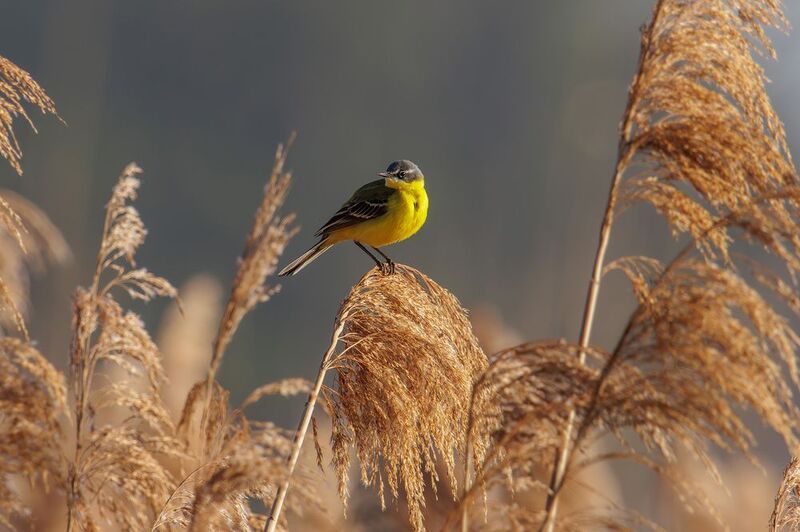 желтая трясогузка Желтая трясогузкаphoto preview
