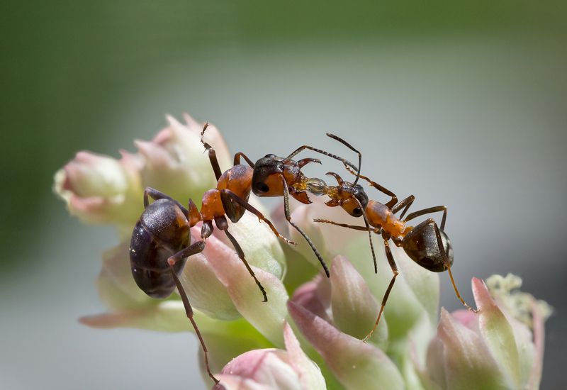 Трофаллаксисphoto preview