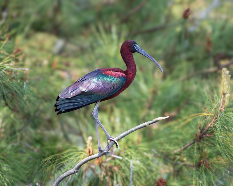 Глянцевый ибис фото превью