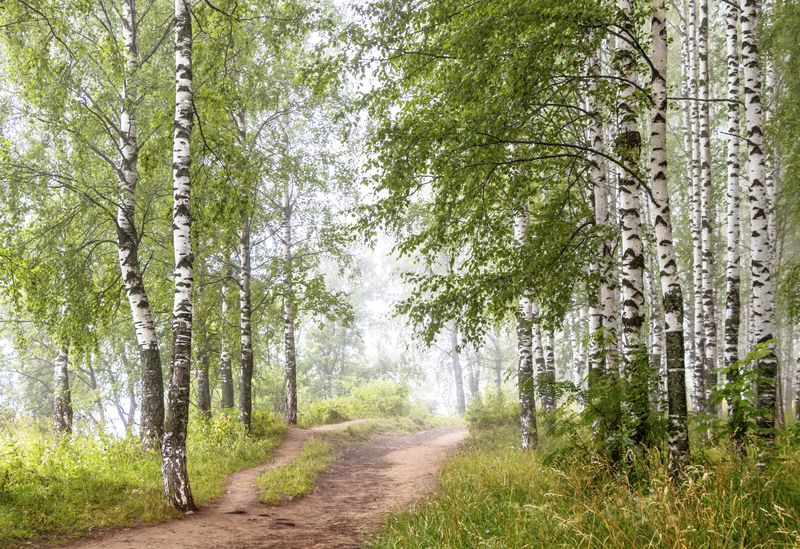 Туман, березы, утро Утро photo preview