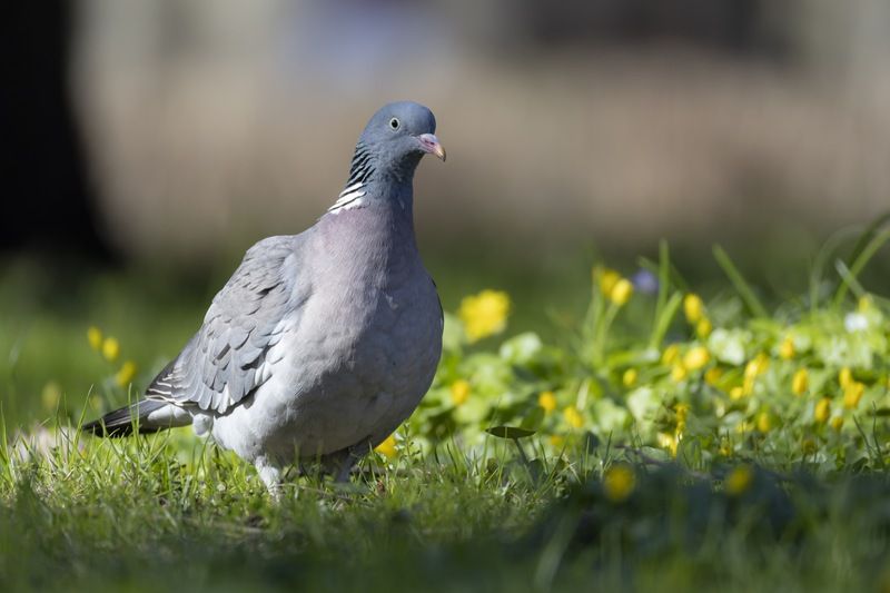 голубь, вяхирь, птицы Вяхирьphoto preview