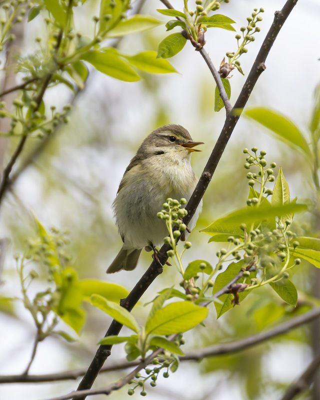 пеночка-весничка, пеночка весничка, пеночка, весничка, птицы Пеночка-весничкаphoto preview