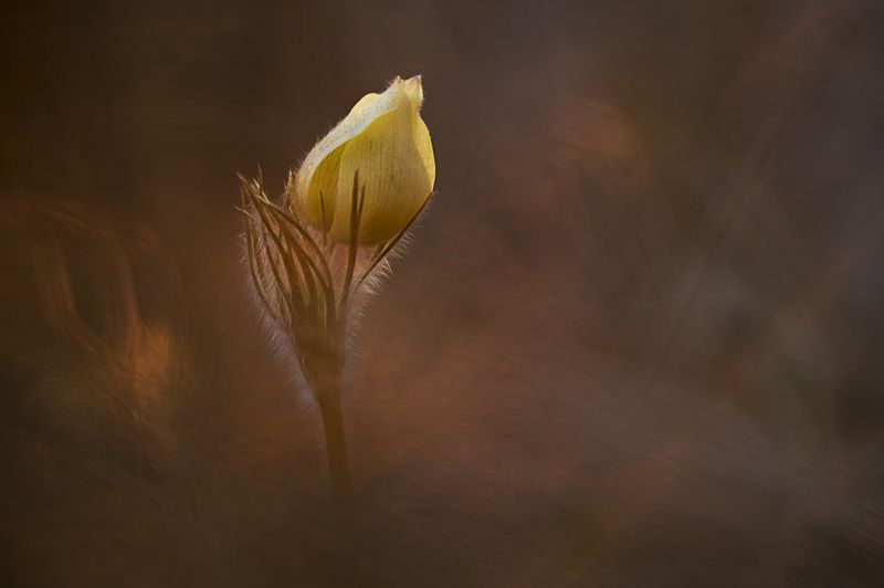 первые цветы, сон-трава, красноярск Весеннее солнышкоphoto preview