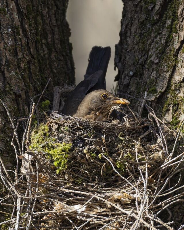черный дрозд, дрозд, птицы, гездо Черный дрозд строит гнездоphoto preview