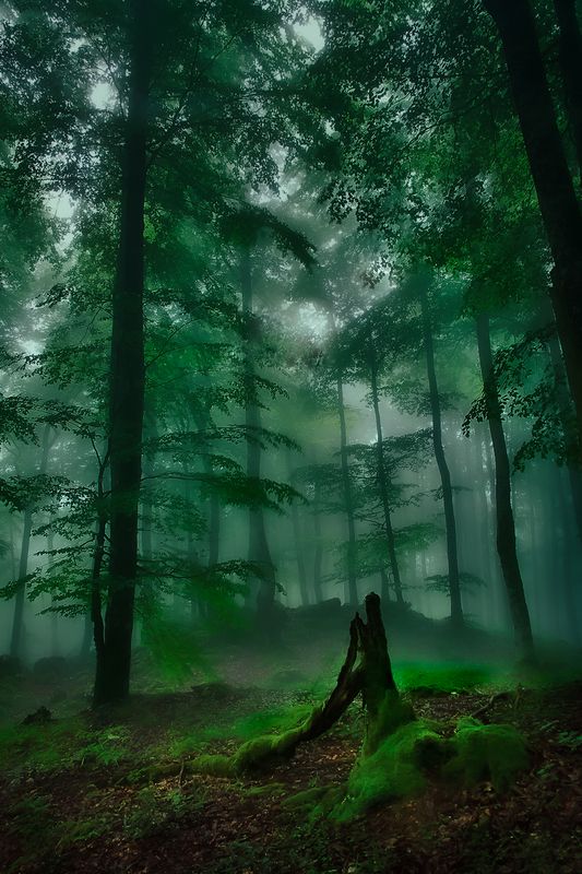 El perdedor.photo preview